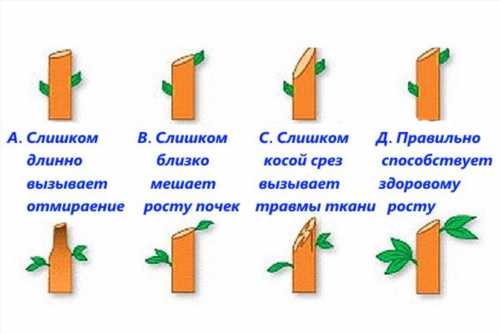 правильні і неправильні зрізи