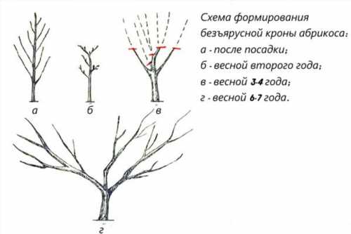 схема формування крони