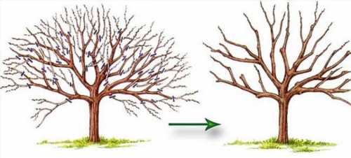 обрізка старого дерева