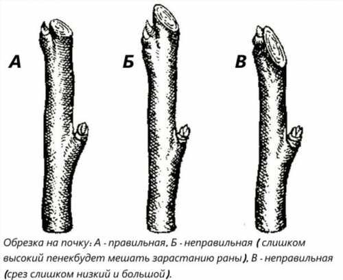 правила зрізу гілок