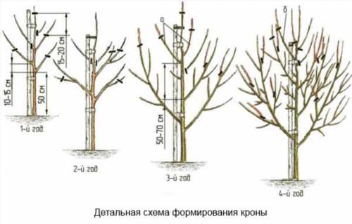 схема формування крони