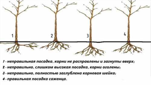 садимо грушу правильно