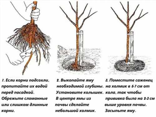 етапи посадки груші