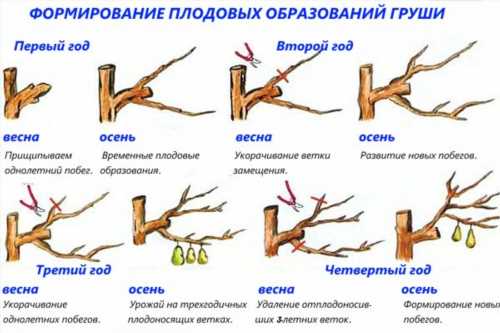 обрізання груші на врожай