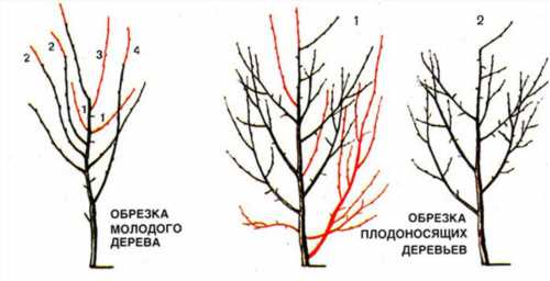 обрізка молодого і плодоносного дерева