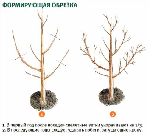 формування крони