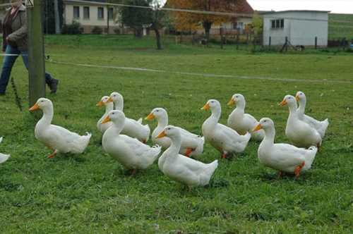 Качки на випасі