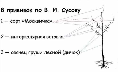 Креслення щеплень за Сусову