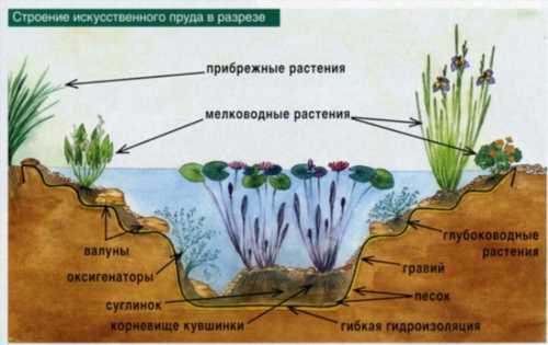 Озеленення ставка