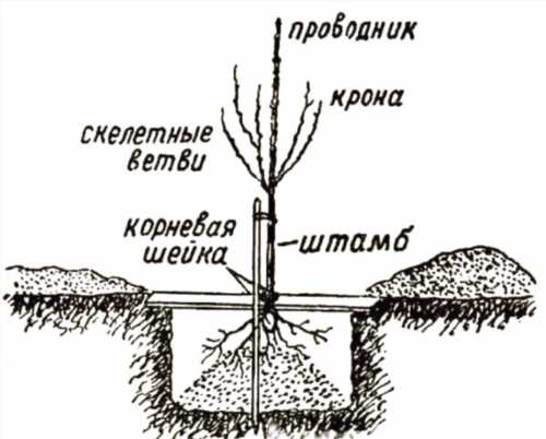 посадка саджанця груші