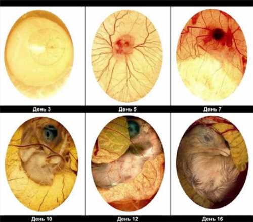 розвиток ембріона