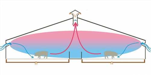 Облаштування вентиляції в свинарнику