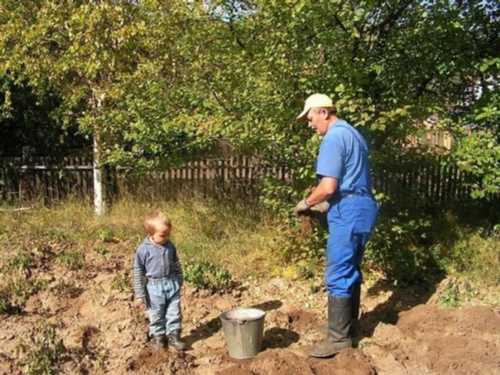 прибирання бур'янів