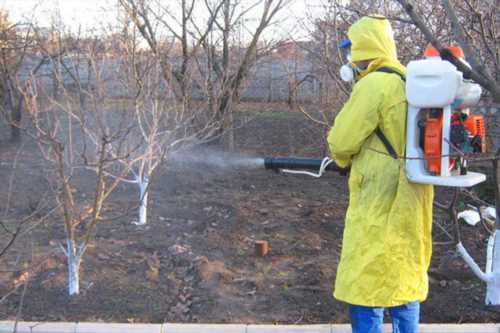 профілактика персиків проти хвороб