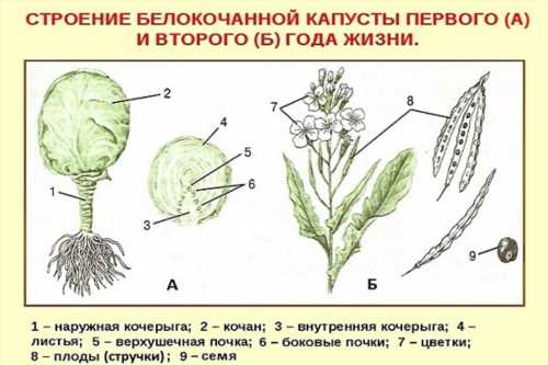 повне будова