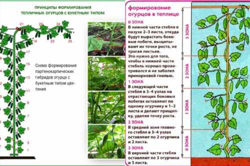 схеми формування огірків в теплиці