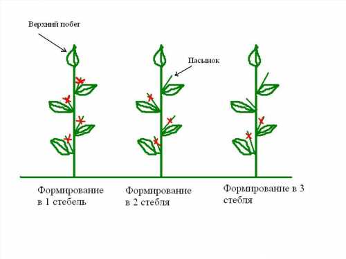 формування перцю в три стебла