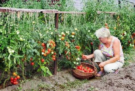 енергетичні плоди