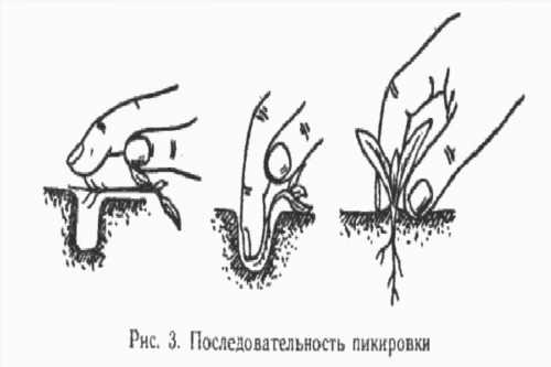 слід розправити