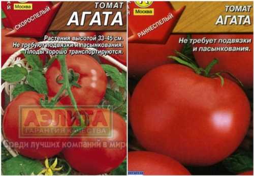 насіння томата агату