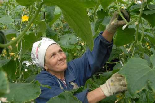 працівник перевіряє