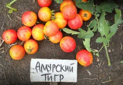 томат амурський тигр на городі