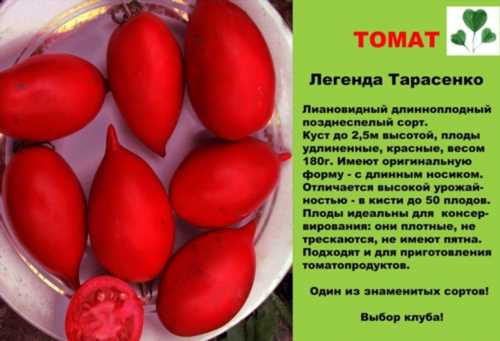 опис томата легенда тарасенко