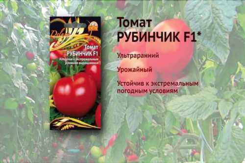 томат сорти Рубинчик