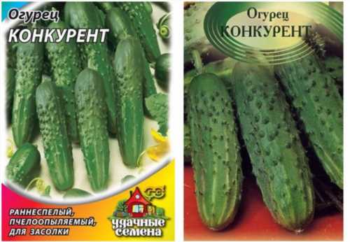 насіння огірка конкурент