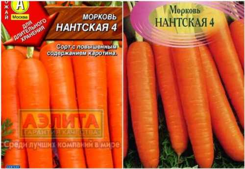 сорт моркви Нантська 4