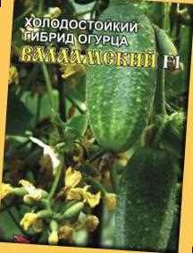 Огляд кращих сортів огірків для Північно-Заходу