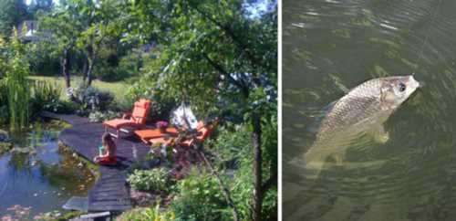 Яку рибу можна розводити в ставку на дачі