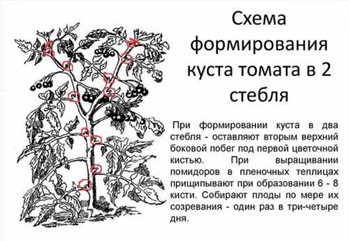 Огляд сорти томатів Король Сибіру - гідна новинка