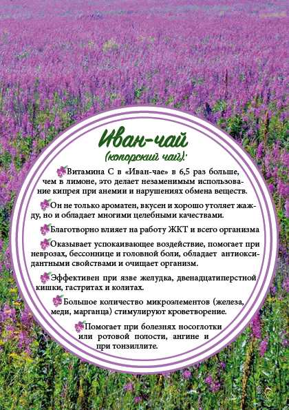 Трава іван-чай або кипрей - які у нього корисні властивості і чи є протипоказання?