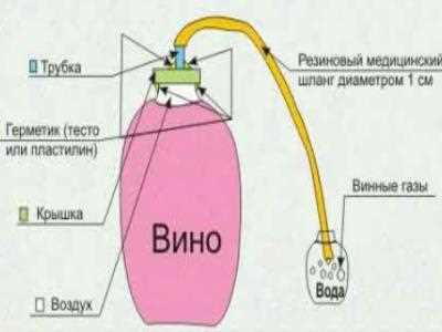 Як самостійно зробити смачне домашнє вино з винограду