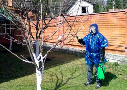 Способи позбавлення від попелиці на вишні