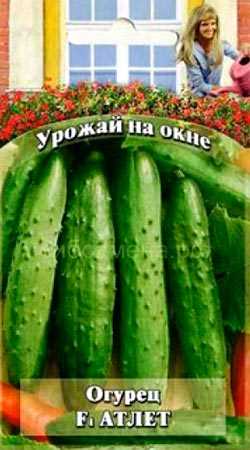 Докладний огляд найкращих тіньовитривалих сортів огірків