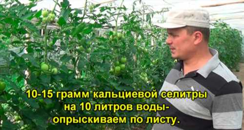 Що таке верхова гниль помідорів і як лікувати цю хворобу