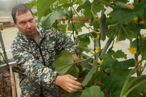 бджолозапильних огірків