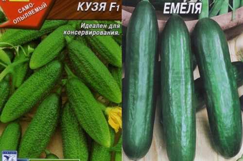 насіння огірків Ємеля кузя